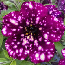 Petūnija 'Magenta Mambo'